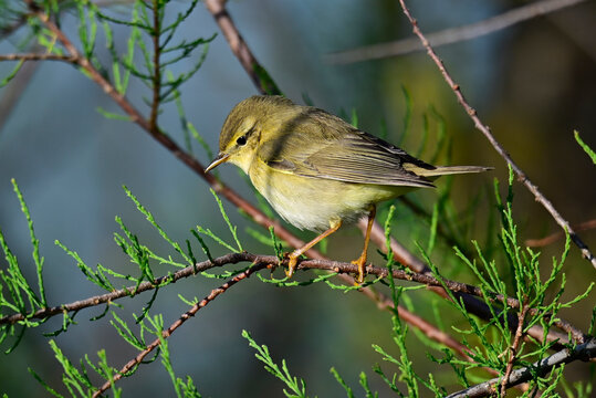 Fitis // Willow warbler (Phylloscopus trochilus)
