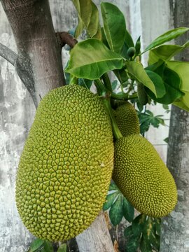 The picture shows fresh green jackfruits growing on a tree. The fruits are large, healthy, and surrounded by bright green leaves, highlighting the beauty of tropical nature