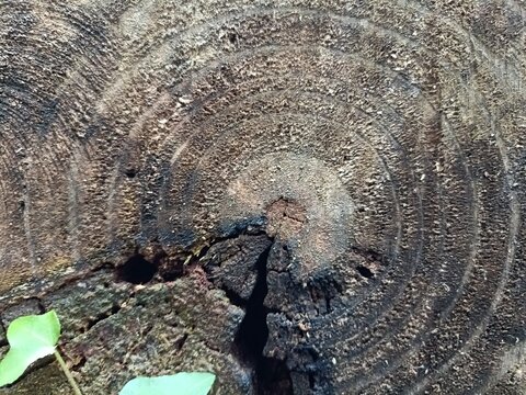 Macro close up of a cut tree log cross section showing annual growth rings, cracked texture, and dark aged wood grain detail