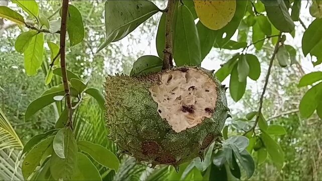 Ripened green soursop fruit partially eaten by wild animals hanging on branch, damaged Annona muricata guanabana fruit with white pulp exposed in natural orchard