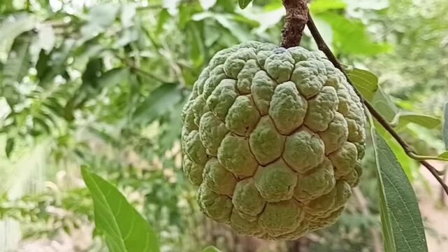 Macro close up of green sugar apple fruit hanging on tree branch, knobby textured surface of Annona squamosa sweetsop custard apple growing in tropical farm