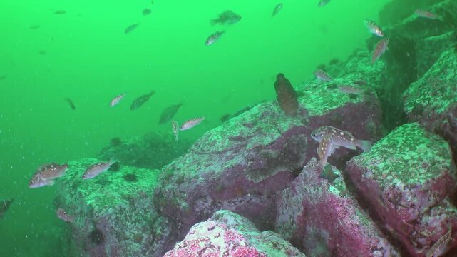 Observe a solitary crimson sea squirt resting upon ancient rocks, surrounded by darting fish and spiky sea urchins.