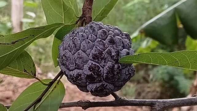 Macro shot of rare purple sugar apple fruit hanging on branch, dark red purple Annona squamosa sweetsop custard apple cultivar growing in tropical farm