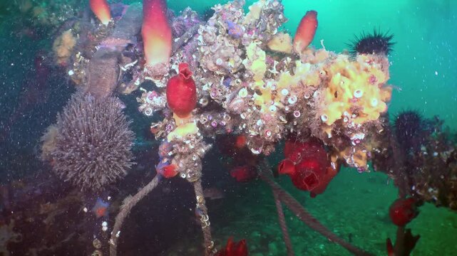Discover a breathtaking underwater world in the Sea of Japan. Red sea squirts, vibrant sponges, and dark sea urchins cling to a submerged structure, creating a stunning tapestry of marine life.