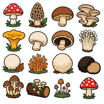 Vector Collection of Edible and Wild Mushroom Varieties Illustration
