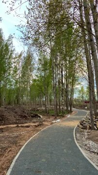 Gravel path winding through birch grove, new construction spring day with stone edging and fresh gravel, stacked logs and exposed