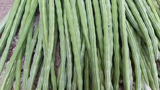 Freshly harvested green moringa oleifera drumstick pods laying together close up, camera moving near to far showing texture of organic superfood crop