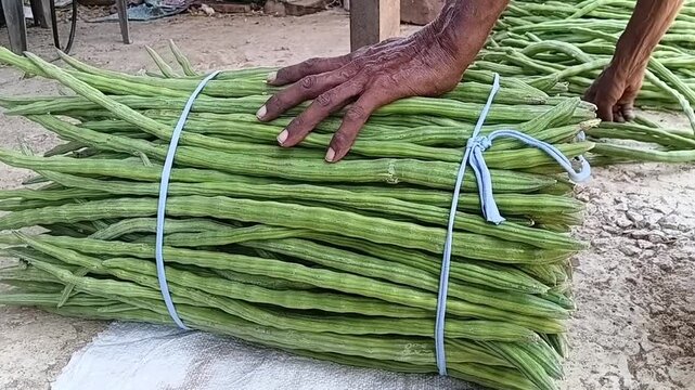 Elderly farmer preparing and arranging large bundle of fresh moringa drumstick pods tied with string, close up of weathered hands working on farm harvest