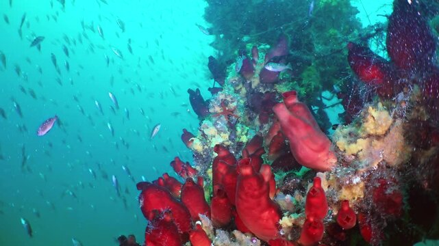 An enchanting dive into the Sea of Japan reveals a breathtaking spectacle. Brilliant scarlet organisms blanket the reef as countless small fish shimmer and dart through the ocean's azure embrace.