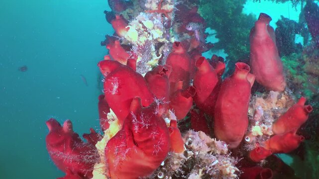 Witness a stunning display of vibrant crimson sea squirts clinging to an undersea structure in the crystal-clear waters of the Sea of Japan.