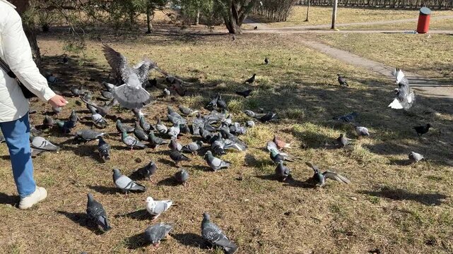 Woman feeding pigeons in park spring, scattering grain across lea covered ground, flock gathers around feet of woman wearing jeans