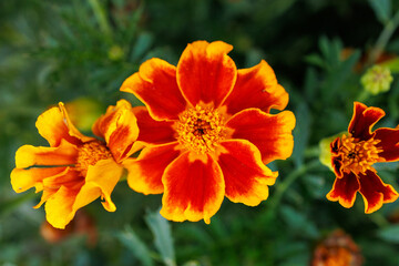 Fototapeta premium Orange and red marigold flowers bloom in garden