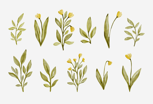 Watercolor botanical leaves collection with delicate meadow plants. Natural hand painted elements feel fresh and elegant and perfect for floral designs.