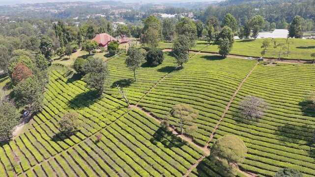 Drone Captures Neat Rows of Tea Plants and Trees at Sukawana Plantation in West Java