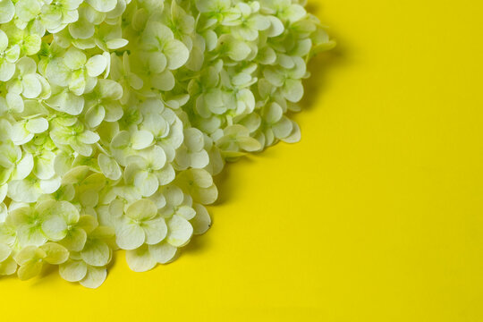 White hydrangea flowers on bright yellow background with copy space