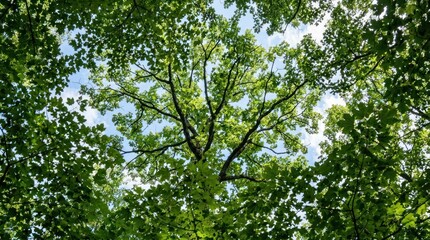 Obraz premium Canopy of Green: A majestic tree's branches and lush green leaves reach towards the sky, forming a dense canopy that filters the sunlight, creating a serene and natural ambiance.