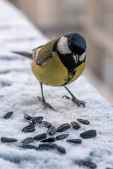 Great Tit Bird Feeding on Sunflower Seeds in Winter © Andy