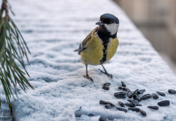 Great Tit Feeding on Sunflower Seeds in Winter © Andy