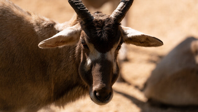 Addax (White Antelpe) Portrait