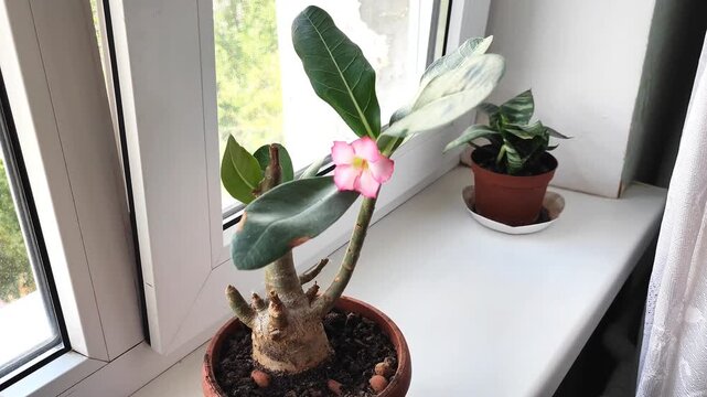 Flowering adenium desert rose with pink blooms and thick caudex trunk on bright windowsill in natural light.