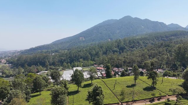 Drone Captures Neat Rows of Tea Plants and Trees at Sukawana Plantation in West Java