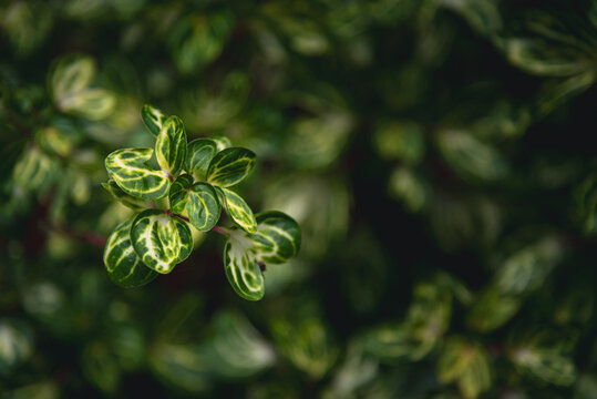 Close-up of Iresine herbstii 'Aureoreticulata' foliage (Bloodleaf) with striking golden veins, ideal as a natural tropical background and botanical texture