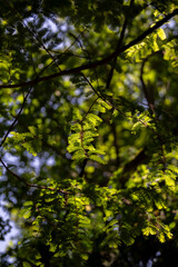 Fototapeta premium Sunlit Coniferous Tree Branches in Forest