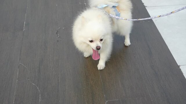 Cute white Pomeranian dog walking on a leash with its tongue out, showing fluffy fur and a cheerful expression during a casual outdoor pet activity.