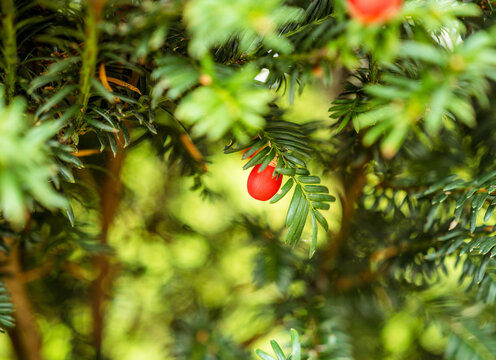 Close up of a red yew berry on evergreen taxus baccata branch with green needles