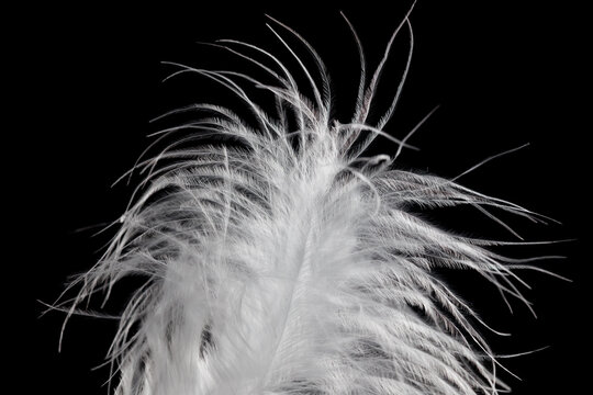 White fluffy feather in flight isolated on black background