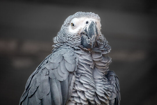 Gray parrot with detailed feather texture and alert expression