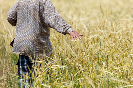 Golden wheat field stretches wide and tall