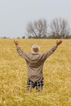 Farmer stands in golden wheat field, arms raised