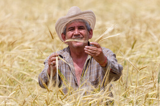 Golden wheat field surrounds smiling farmer