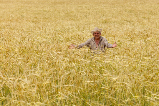 Man stands in golden wheat field, arms wide open