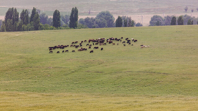 Grassy field hosts grazing livestock