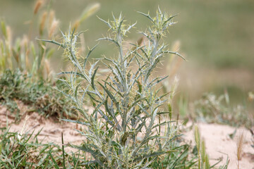 Obraz premium Thistle plant with spiky leaves stands in grassy field