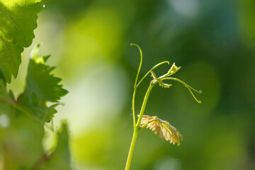 Fresh green vine sprouts upward © schankz