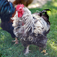 Fluffy rooster with black and white feathers stands on grass © schankz