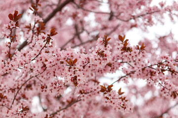 Naklejka premium Soft pink blossoms bloom on tree branches