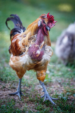 Wild rooster stands on grassy patch