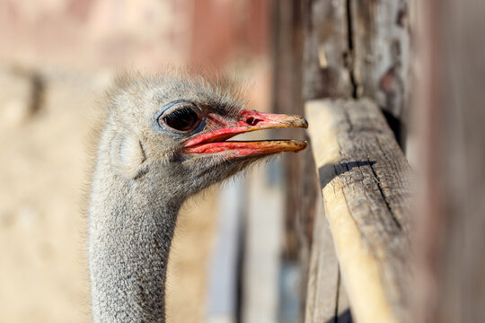 Close-up of an ostrich head, peering over wooden fence