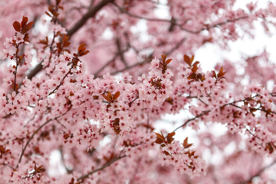 Soft pink blossoms bloom on tree branches