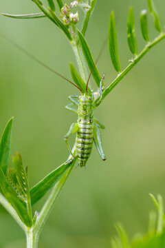 Green grasshopper perches on leafy plant stem