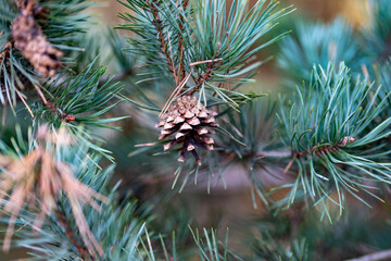 Pine cone on a coniferous tree branch © Andy