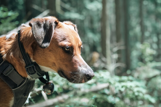 Dog in forest with tracking collar and bear bell with defocused background. Summer BC rainforest adventure with dog. Dog forest safety and wildlife awareness concept. Harrier mix. Selective focus.