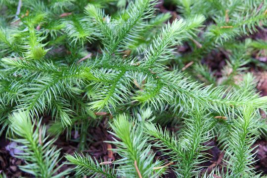 Stagshorn clubmoss close up. BC rainforest groundcover. Living fossil and ancient primitive plant concept. Known as Lycopodium clavatum, common clubmoss and ground pine. Selective focus.