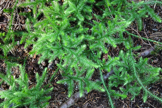 Common clubmoss in BC forest. Rainforest ground cover plant supporting soil stability, moisture retention and biodiversity. Known as Lycopodium clavatum and stagshorn clubmoss. Selective focus.