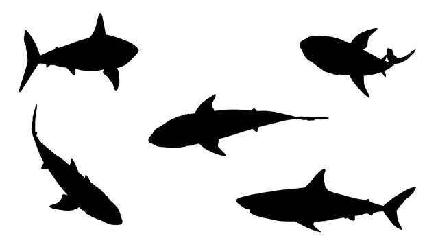 collection of silhouettes of schools of sharks from various angles without background