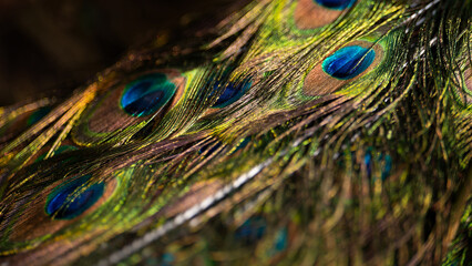 Peacock bird fethers on the colorful tail © Юрий Крылов